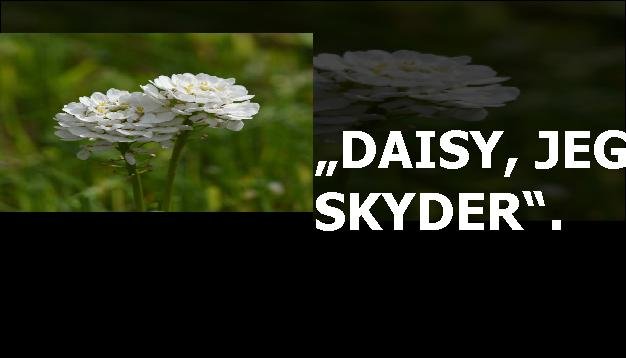„Daisy, jeg skyder“.