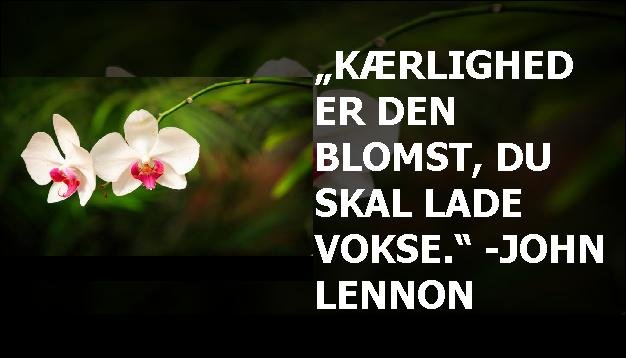 „Kærlighed er den blomst, du skal lade vokse.“ -John Lennon