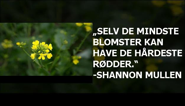 „Selv de mindste blomster kan have de hårdeste rødder.“ -Shannon Mullen