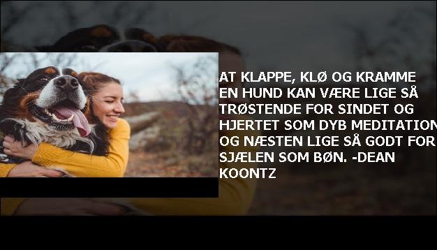 At klappe, klø og kramme en hund kan være lige så trøstende for sindet og hjertet som dyb meditation og næsten lige så godt for sjælen som bøn. -Dean Koontz